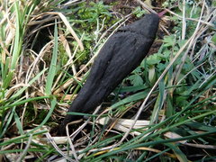 Geoglossum umbratile