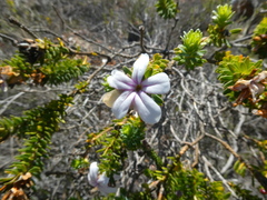 Adenandra gummifera