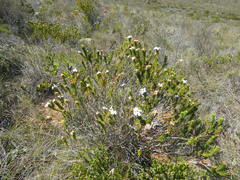 Adenandra gummifera