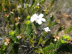 Adenandra gummifera