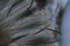 Geoglossum umbratile