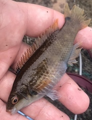 Ctenolabrus rupestris