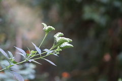 Tournefortia hartwegiana