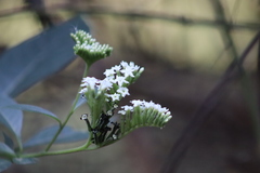 Tournefortia hartwegiana