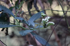 Tournefortia hartwegiana