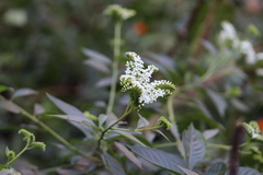 Tournefortia hartwegiana