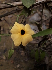 Thunbergia alata