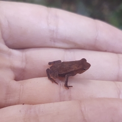 Rhinella hoogmoedi