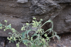 Salpianthus purpurascens