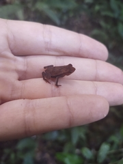 Rhinella hoogmoedi