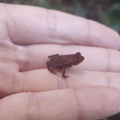 Rhinella hoogmoedi
