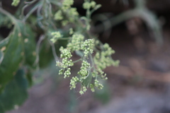 Salpianthus purpurascens
