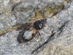 Dimorphopterus brachypterus