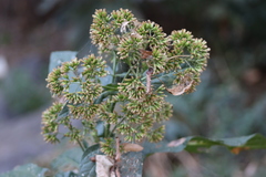 Critonia quadrangularis