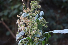 Critonia quadrangularis