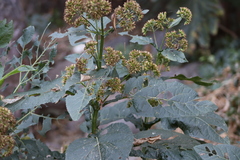 Critonia quadrangularis