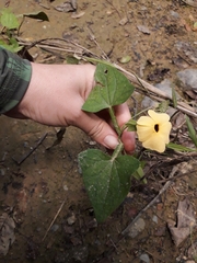 Thunbergia alata