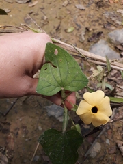 Thunbergia alata