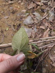 Thunbergia alata