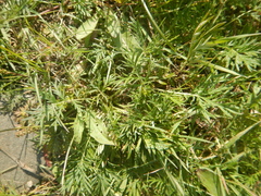 Potentilla multifida