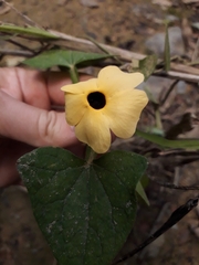 Thunbergia alata