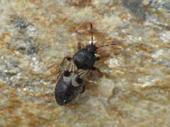 Dimorphopterus brachypterus