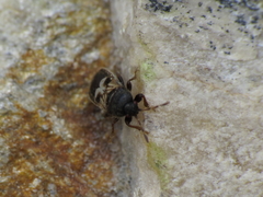 Dimorphopterus brachypterus