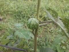 Solanum