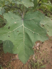 Solanum