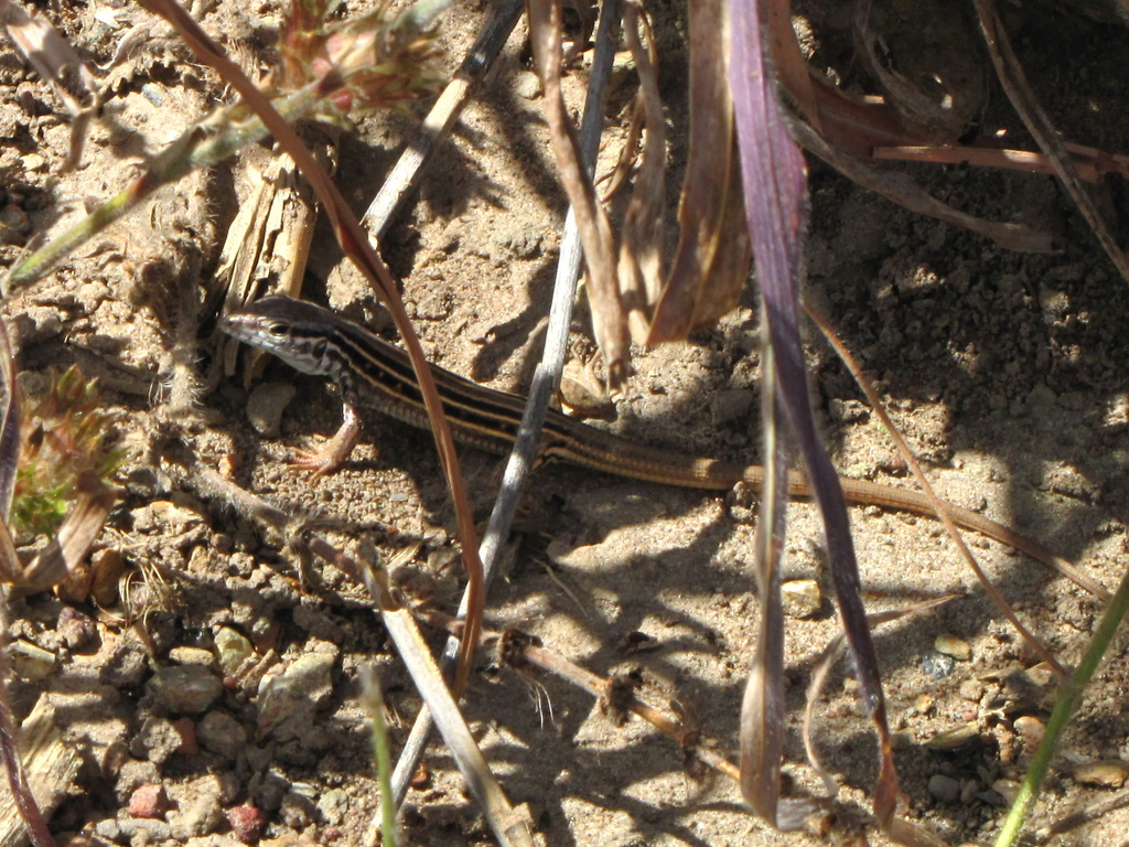 Bahia Black-Throated Whiptail