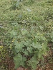 Solanum