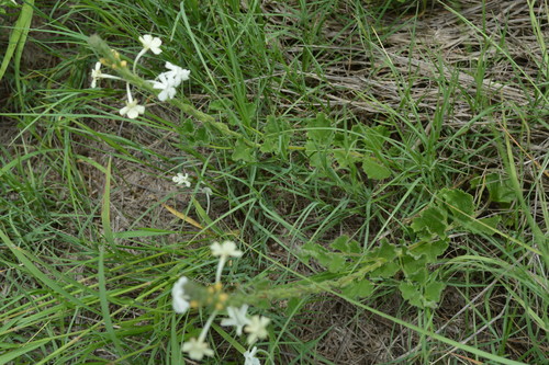 Image of White Trumpets (Chascanum hederaceum) by (c) Hildegard Klein, some rights reserved (CC BY)