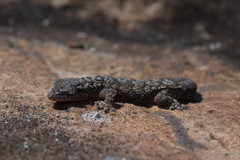 Hemidactylus brasilianus