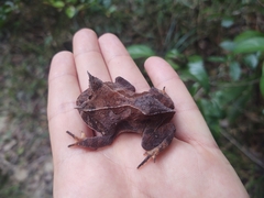Proceratophrys renalis
