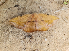 Hypopyra capensis