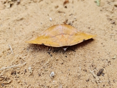 Hypopyra capensis