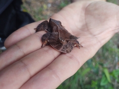 Proceratophrys renalis