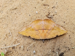 Hypopyra capensis