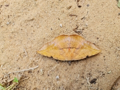 Hypopyra capensis