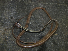 Chironius flavolineatus