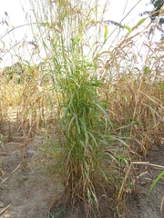 Andropogon gayanus