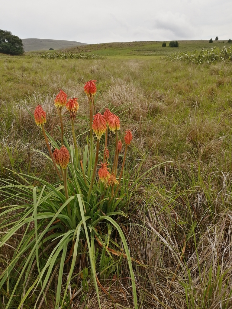 Kniphofia tysonii (Red Hot Poker, Torch Lily)