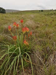Kniphofia tysonii