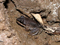 Leptodactylus mystaceus