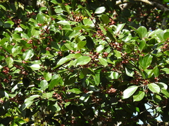Ficus colubrinae
