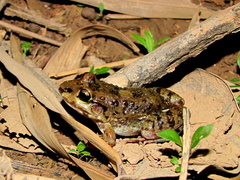 Leptodactylus troglodytes