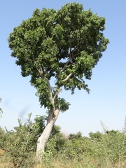 Khaya senegalensis