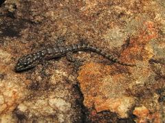 Phyllopezus pollicaris