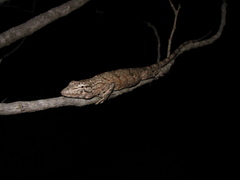 Polychrus acutirostris