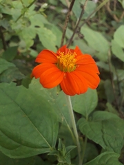 Zinnia elegans